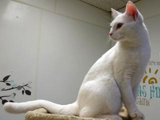 Vanilla, an adoptable Domestic Short Hair in Anaconda, MT, 59711 | Photo Image 4