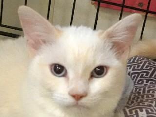 Vanilla, an adoptable Domestic Short Hair in Anaconda, MT, 59711 | Photo Image 1