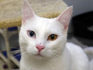 Vanilla, an adoptable Domestic Short Hair in Anaconda, MT, 59711 | Photo Image 1