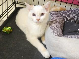 Vanilla, an adoptable Domestic Short Hair in Anaconda, MT, 59711 | Photo Image 2