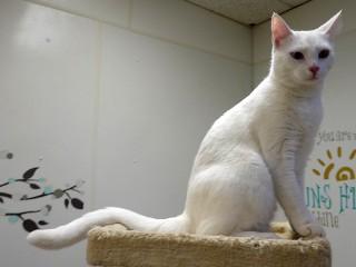 Vanilla, an adoptable Domestic Short Hair in Anaconda, MT, 59711 | Photo Image 5