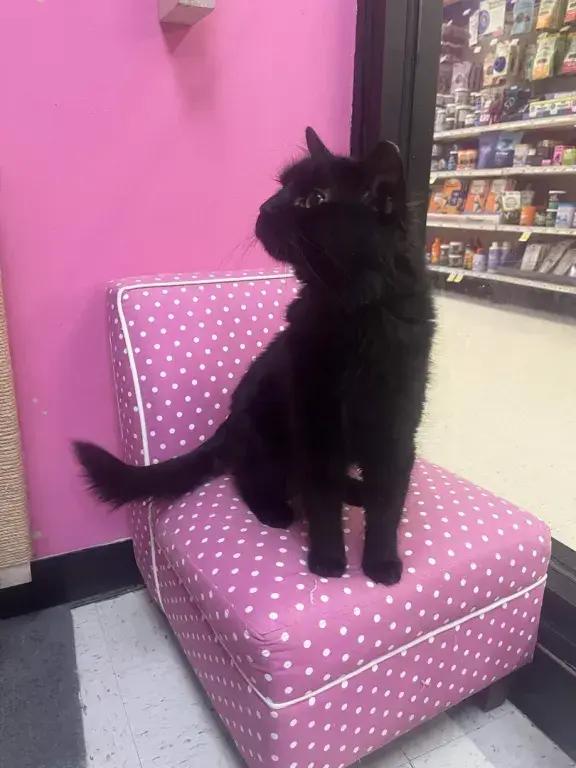 Darren McCaty, Adoptable, Adult Male Domestic Long Hair.