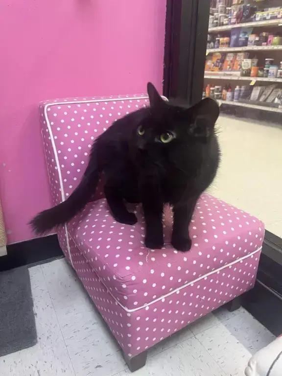 Enlarge Darren McCaty, a Adoptable mixed breed in Grand Rapids, MI image 3/6