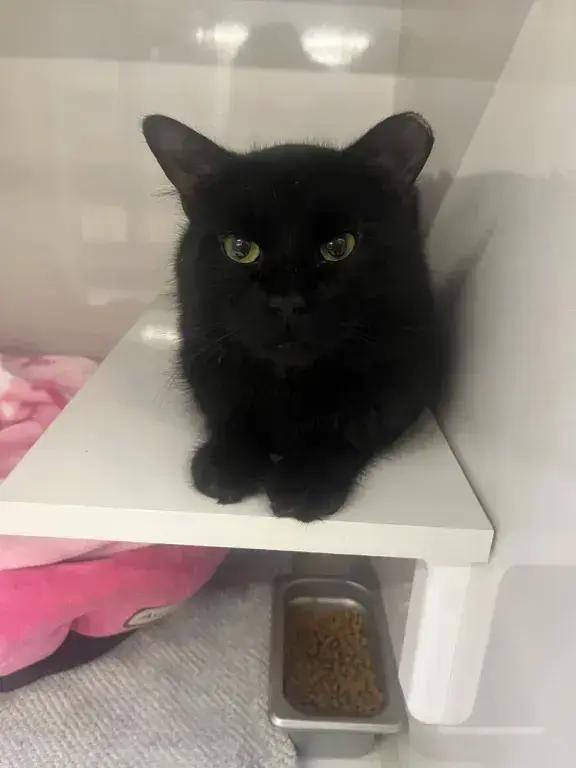 Enlarge Darren McCaty, a Adoptable mixed breed in Grand Rapids, MI image 4/6