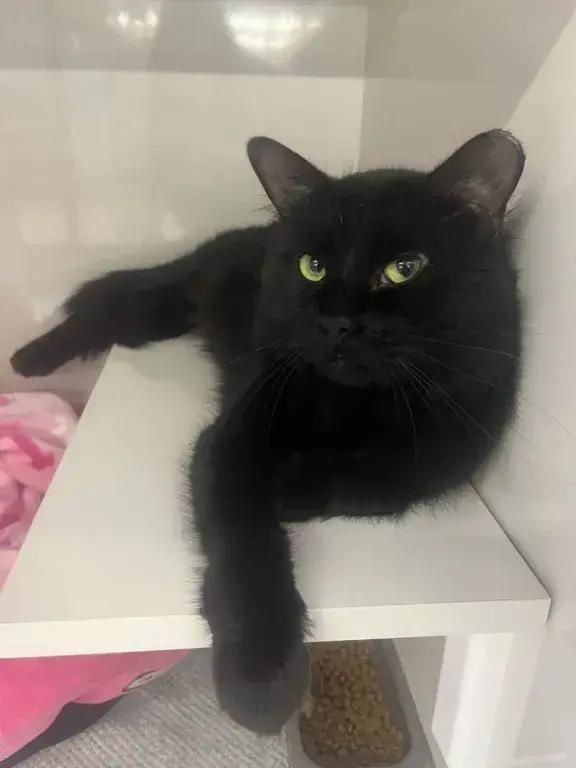 Enlarge Darren McCaty, a Adoptable mixed breed in Grand Rapids, MI image 5/6