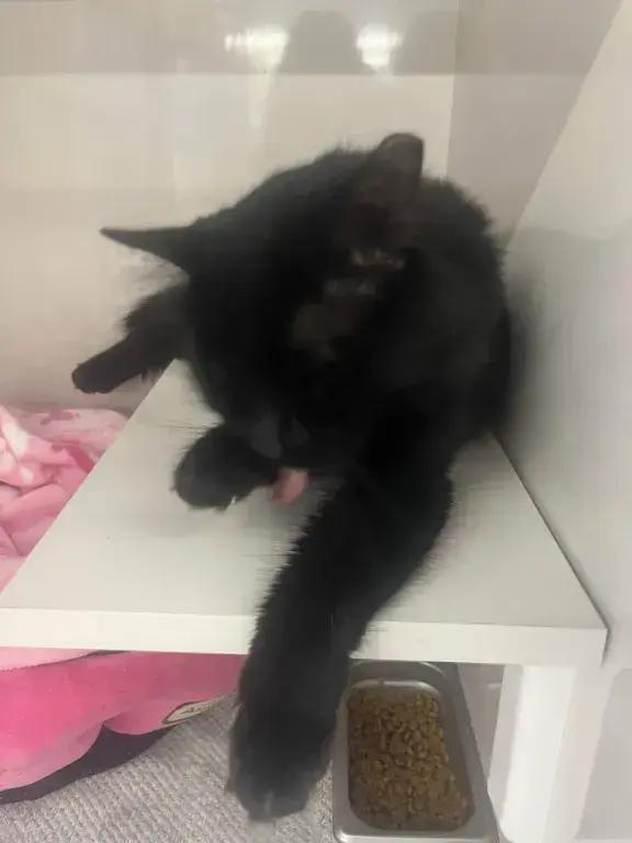 Enlarge Darren McCaty, a Adoptable mixed breed in Grand Rapids, MI image 6/6