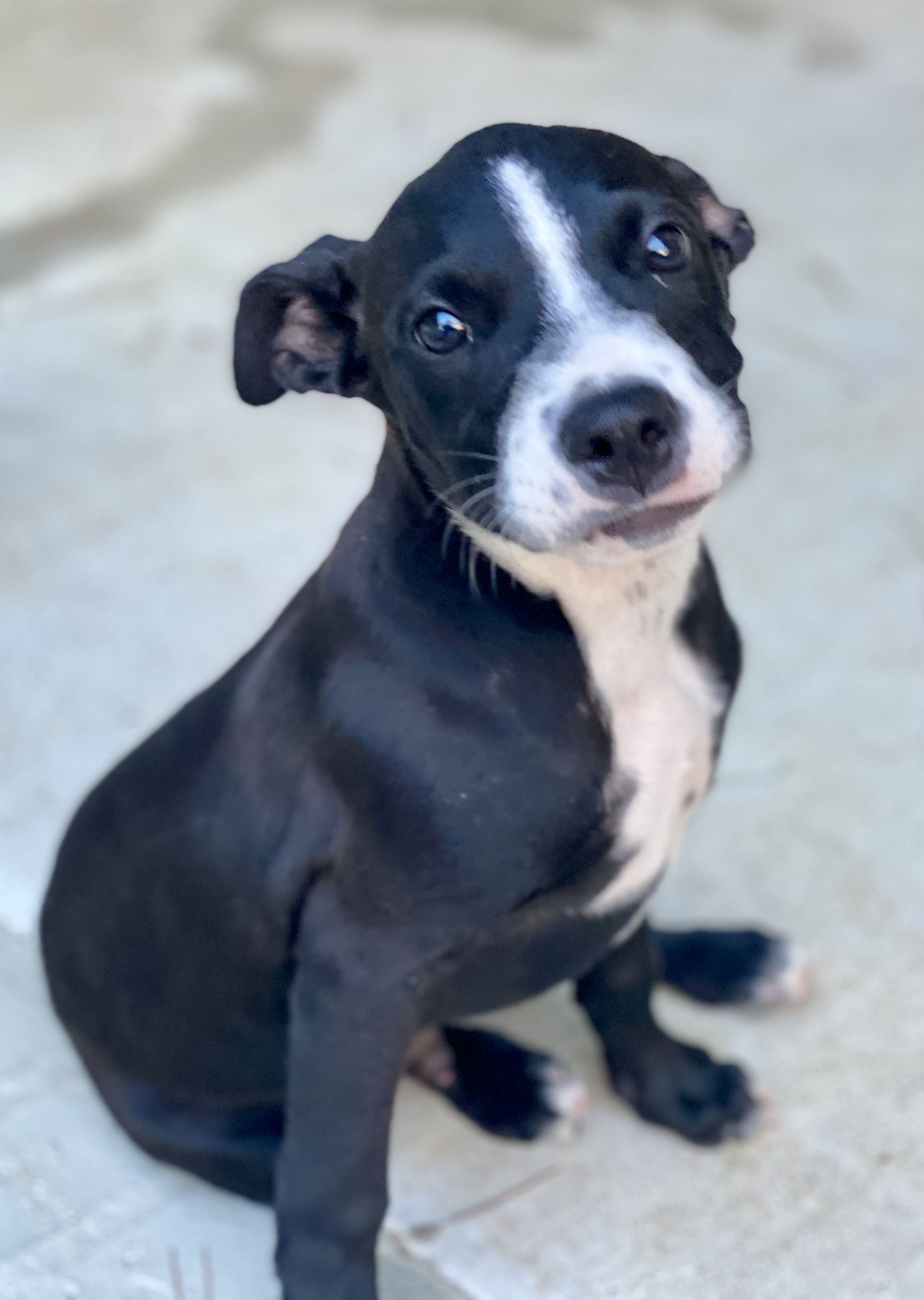 Conway Animal Shelter - 05lke1y