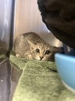 Sissy, adopted, Kitten Female Domestic Short Hair.