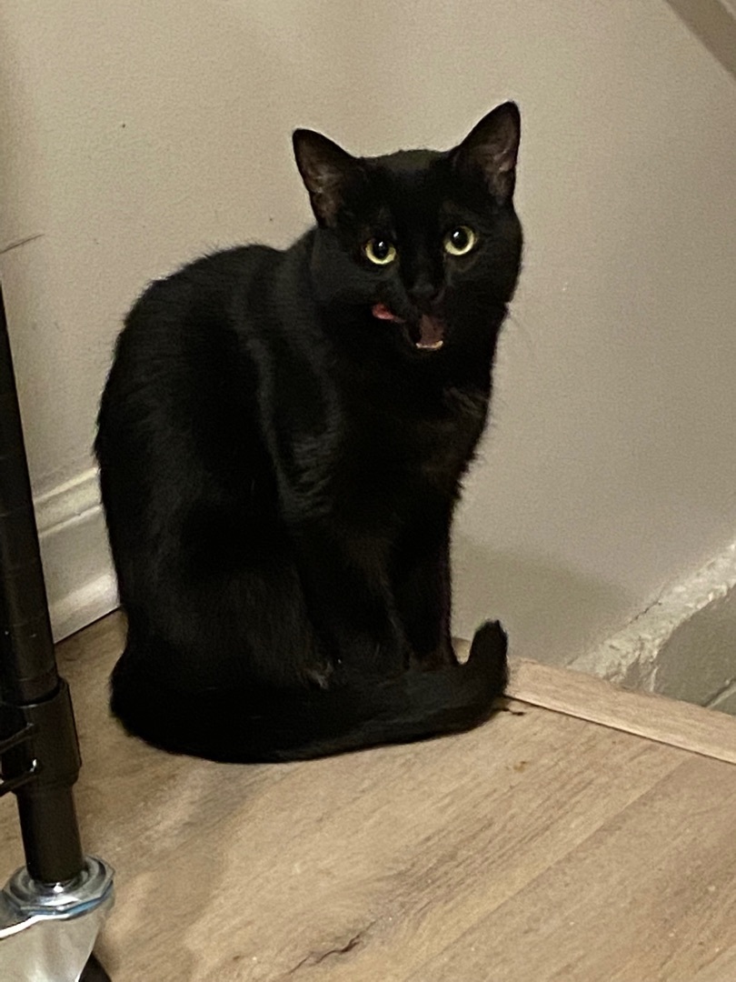 Enlarge Rainn, a Adoptable Domestic Short Hair in Novi, MI image 1/4