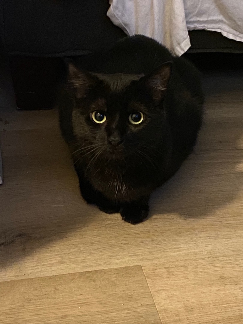 Enlarge Rainn, a Adoptable Domestic Short Hair in Novi, MI image 2/4