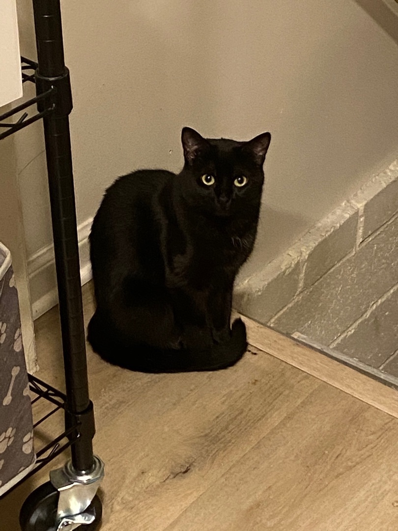 Enlarge Rainn, a Adoptable Domestic Short Hair in Novi, MI image 4/4