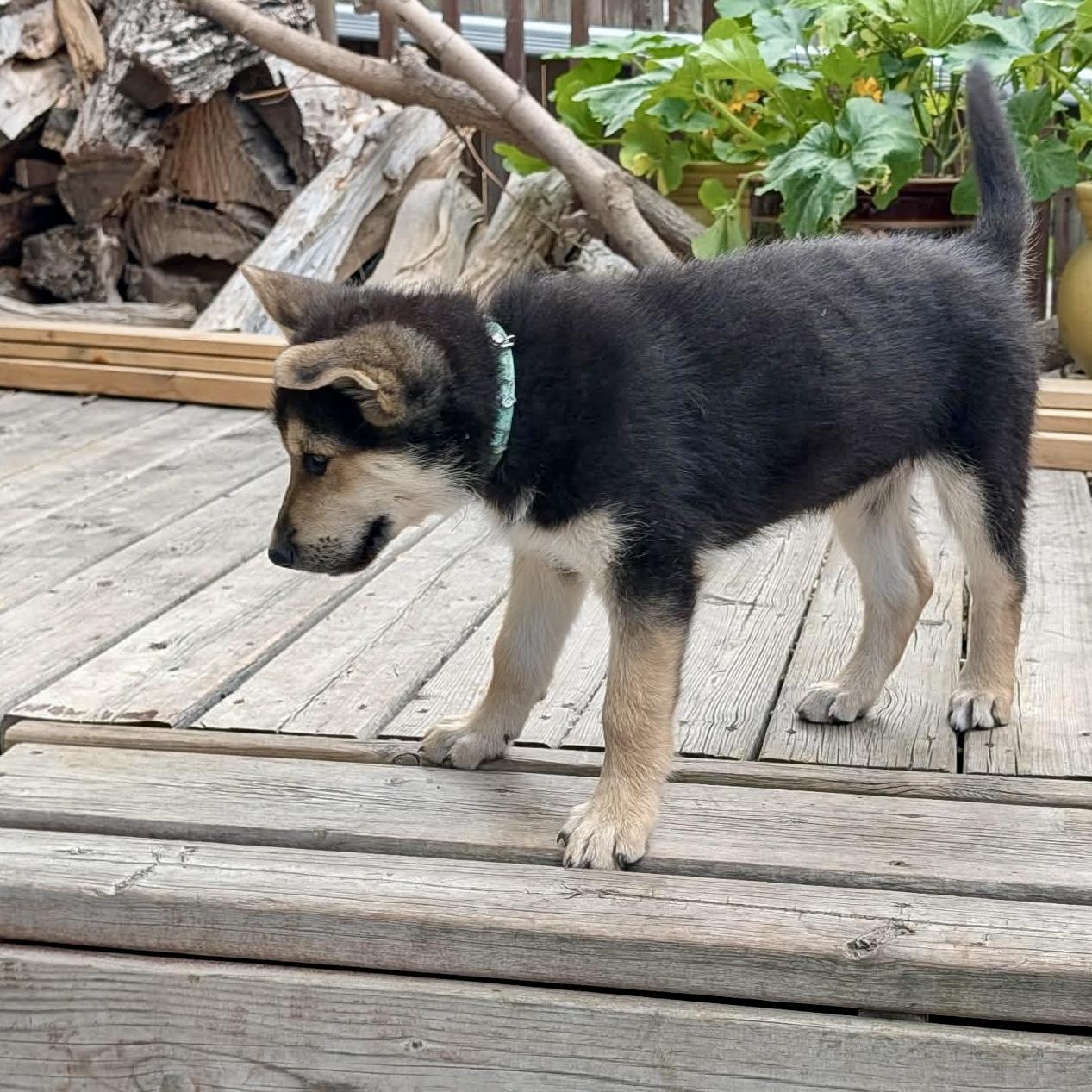 Enlarge Brownie, a Adoptable mixed breed in Winnipeg, MB image 3/3