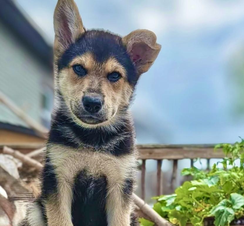 Enlarge Brownie, a Adoptable mixed breed in Winnipeg, MB image 2/3