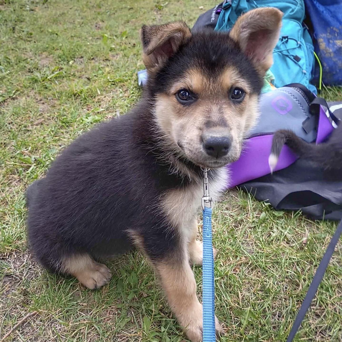 Brownie, Adoptable, Puppy Female Shepherd & Husky.