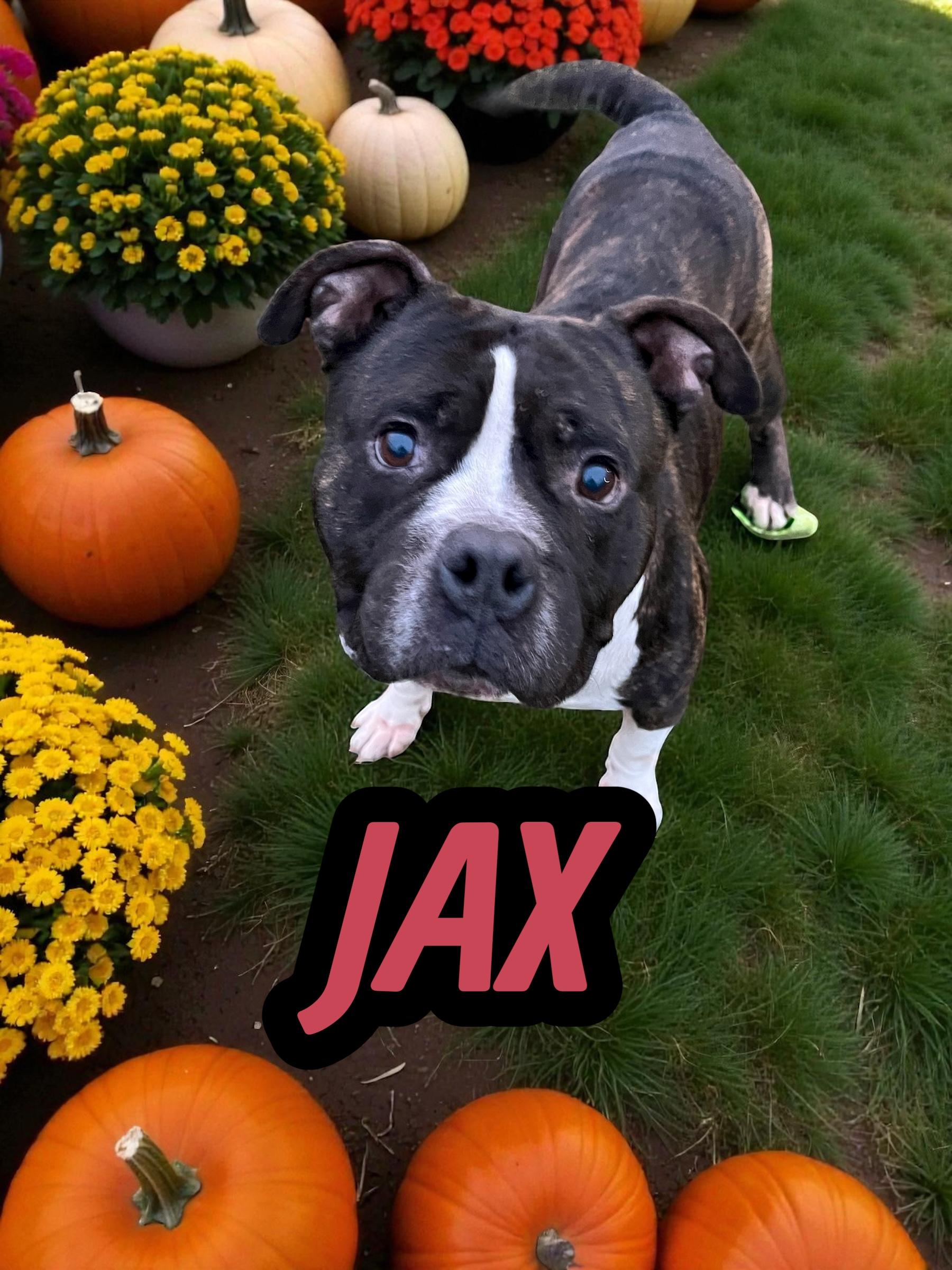 Enlarge Jax, a Adoptable American Staffordshire Terrier in Taunton, MA image 1/1