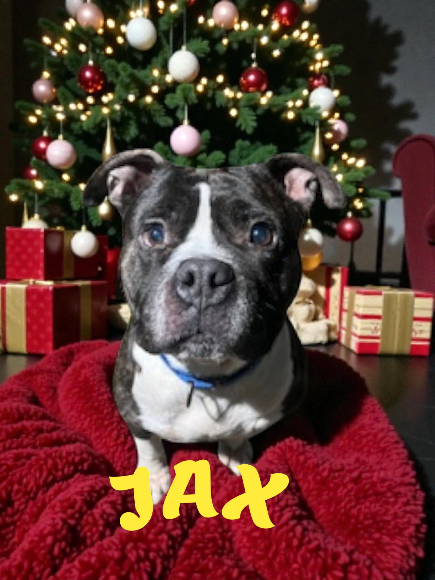 Enlarge Jax, a Adoptable American Staffordshire Terrier in Taunton, MA image 1/1