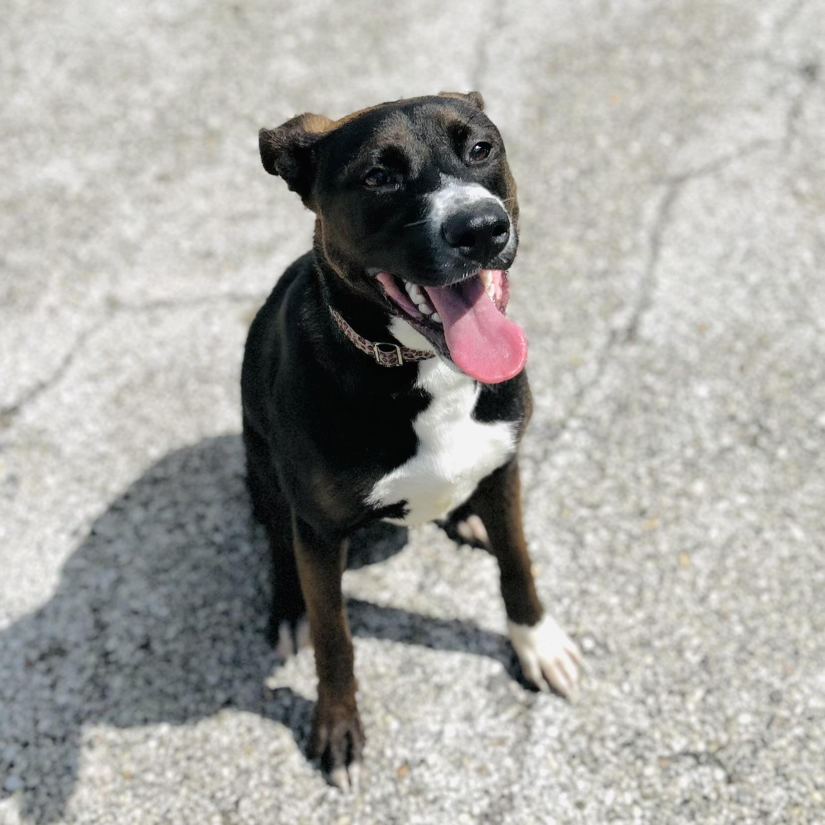 Brookie, a ADOPTABLE mixed breed in Seguin, TX image 4/5