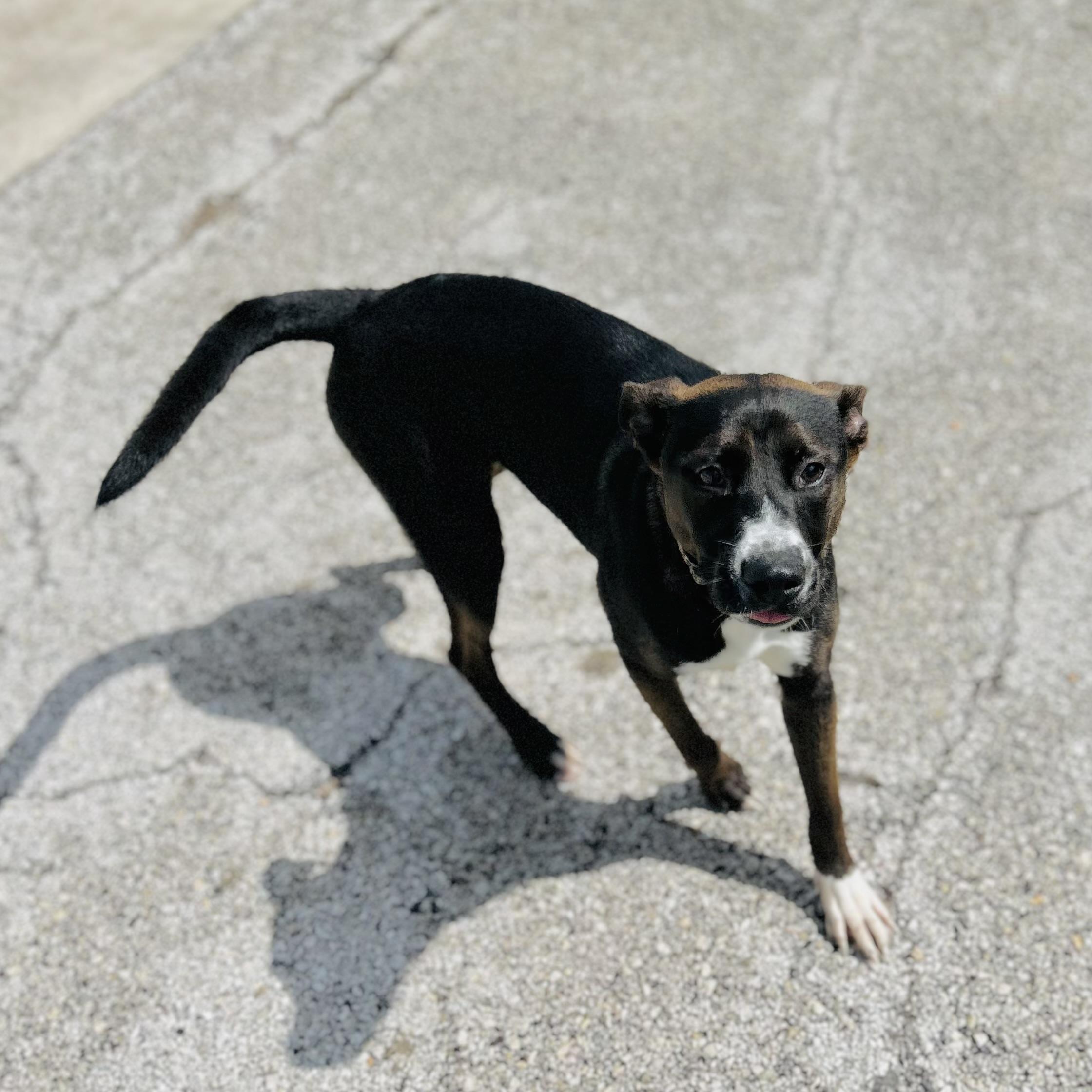Brookie, a ADOPTABLE mixed breed in Seguin, TX image 5/5