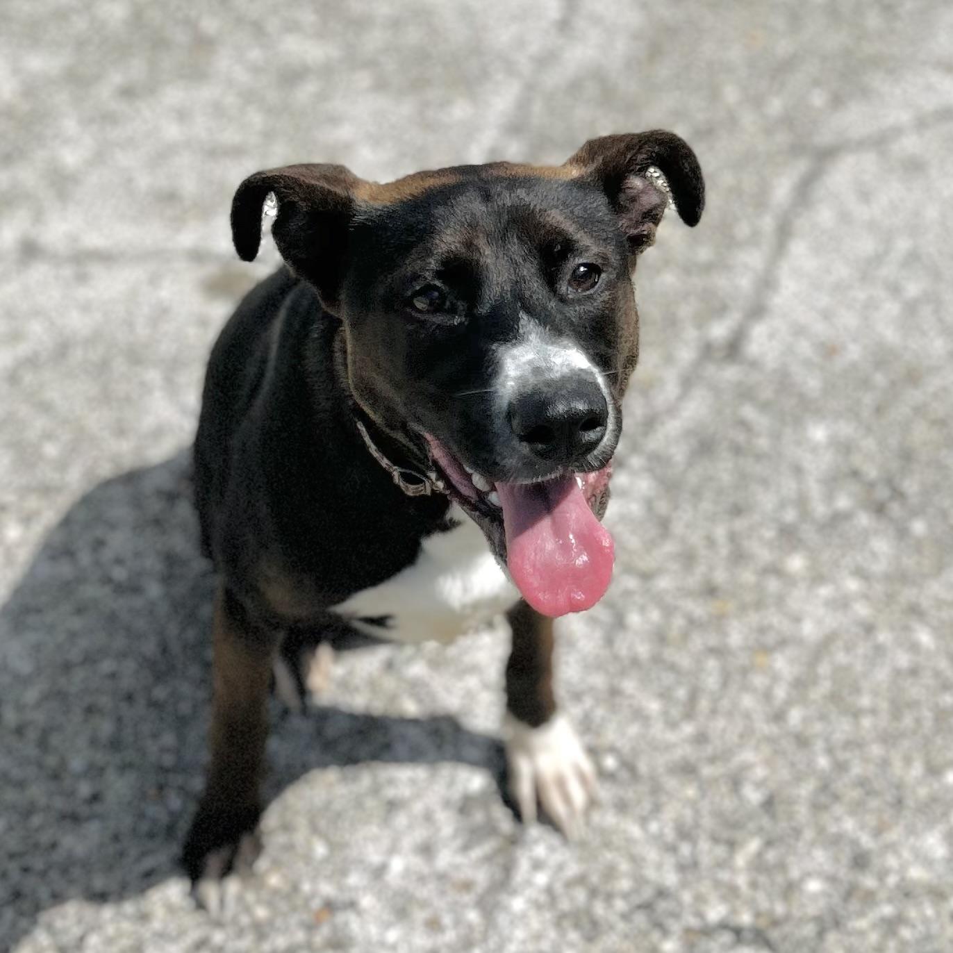 Brookie, ADOPTABLE, Young Female Terrier.