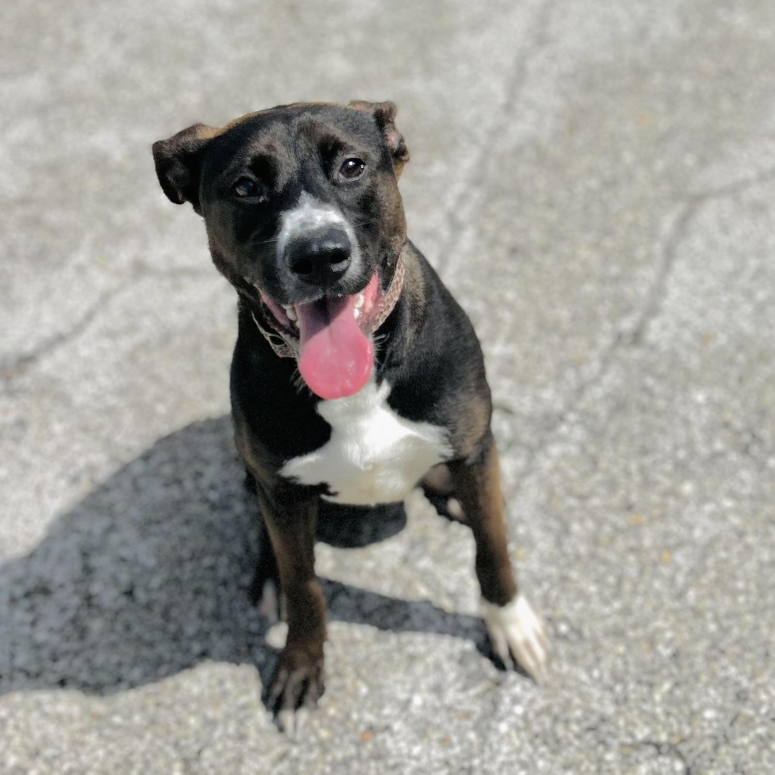 Brookie, a ADOPTABLE mixed breed in Seguin, TX image 3/5