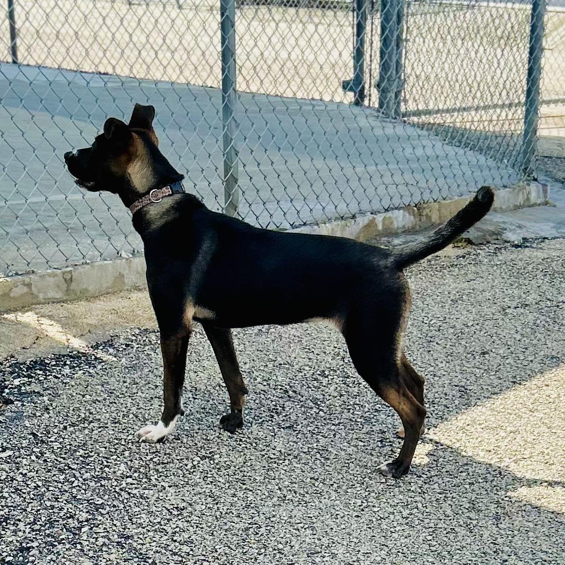 Brookie, a ADOPTABLE mixed breed in Seguin, TX image 2/5