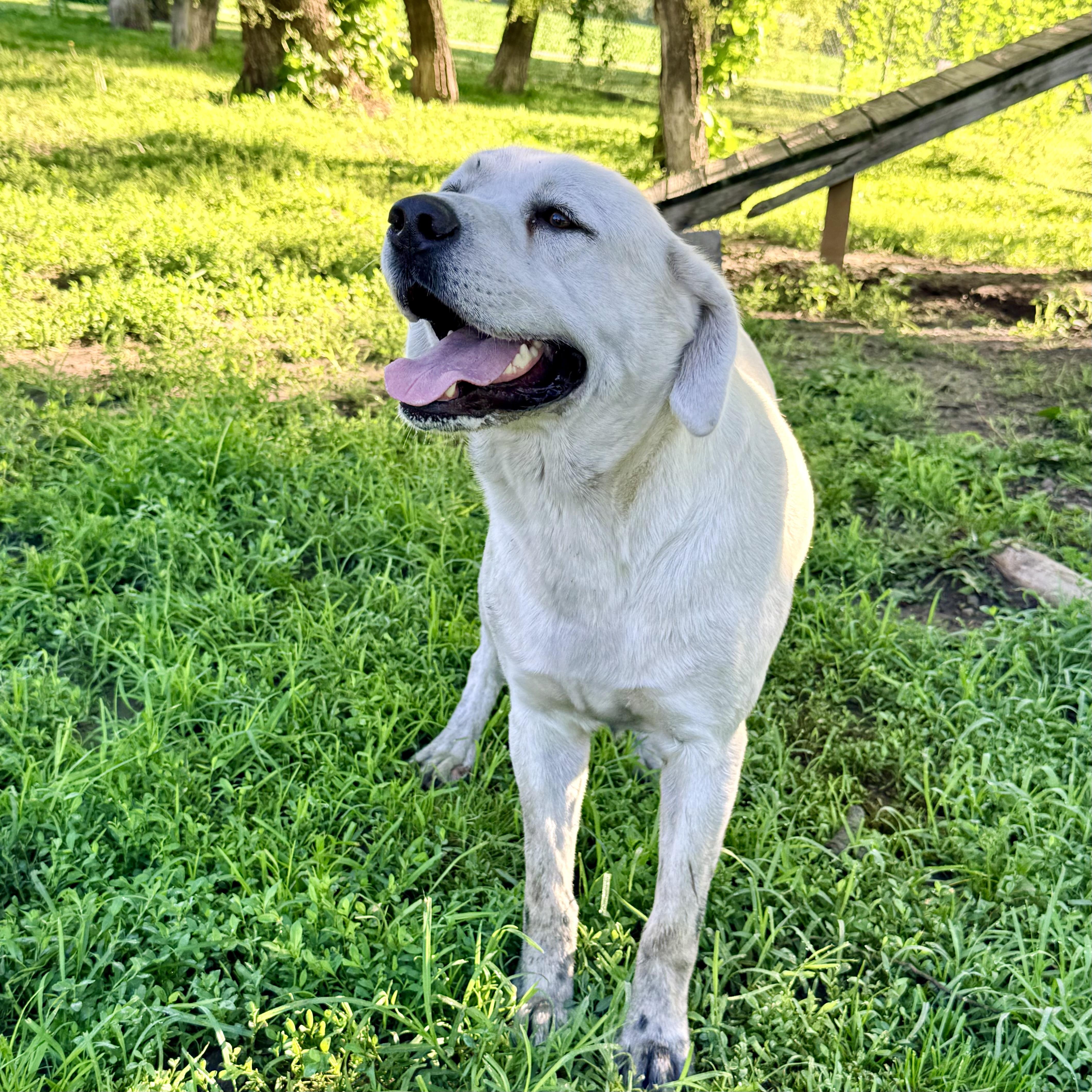 Ghost, an adopted Yellow Labrador Retriever in Albany, MO image 3/6