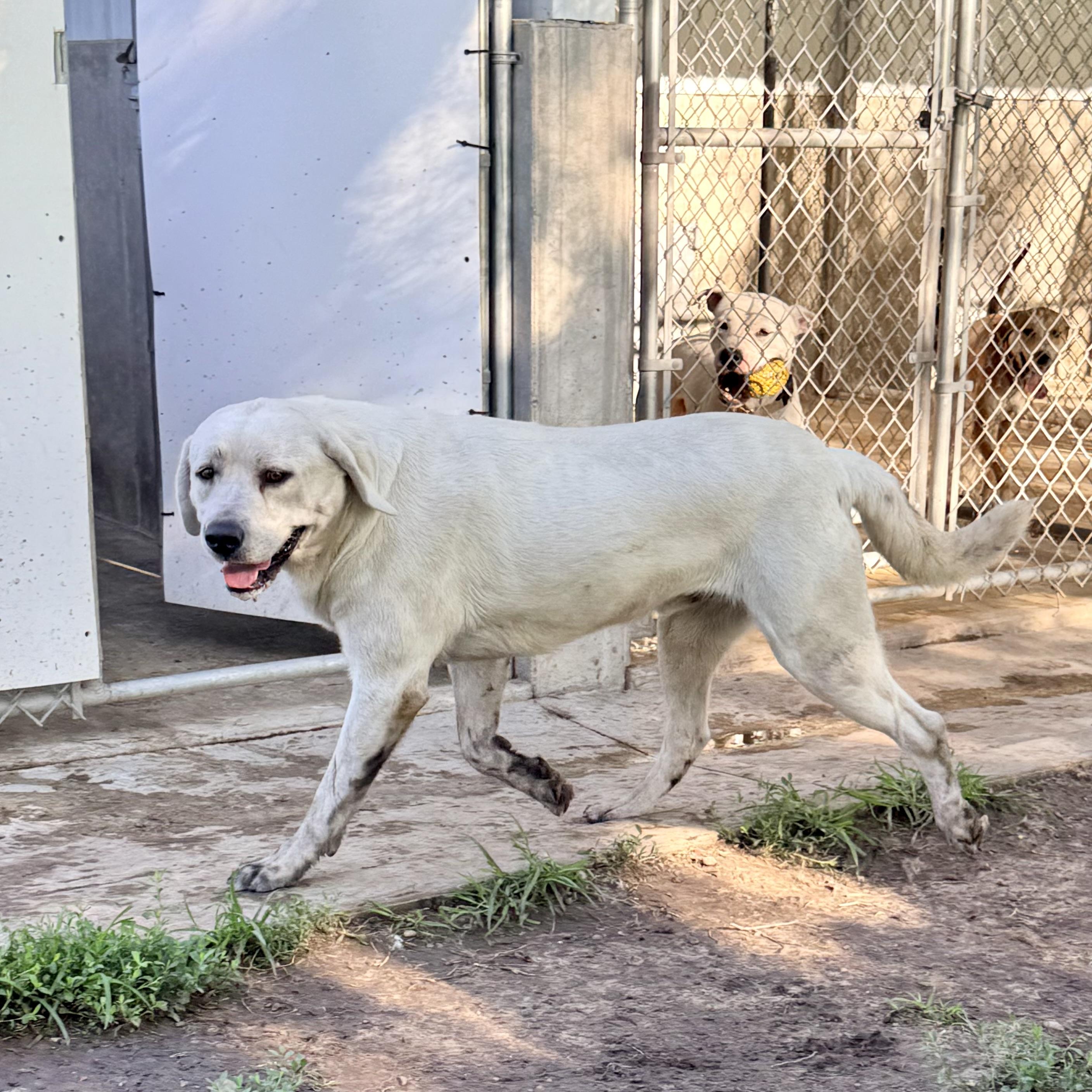 Ghost, an adopted Yellow Labrador Retriever in Albany, MO image 5/6