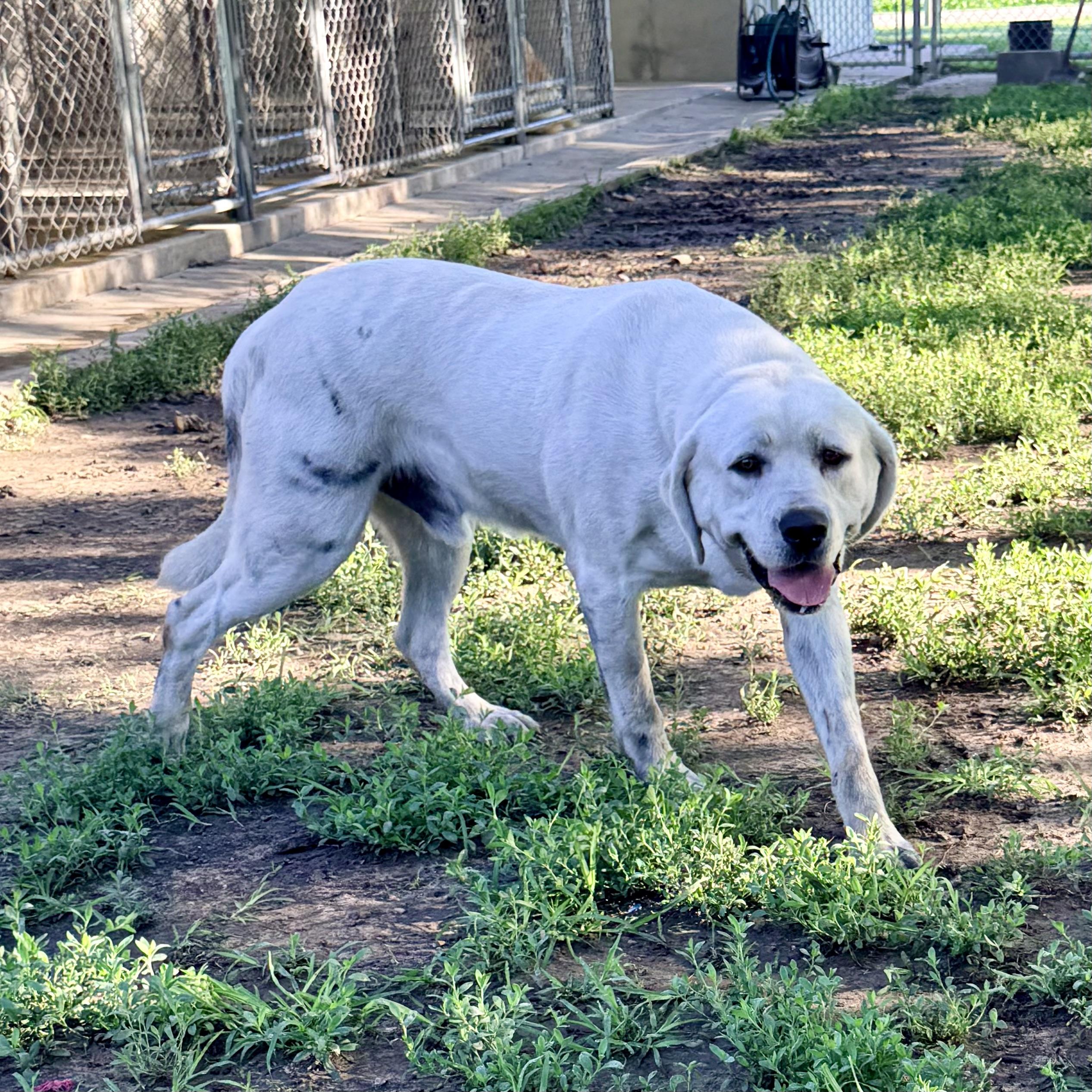 Ghost, adopted, Adult Male Yellow Labrador Retriever.