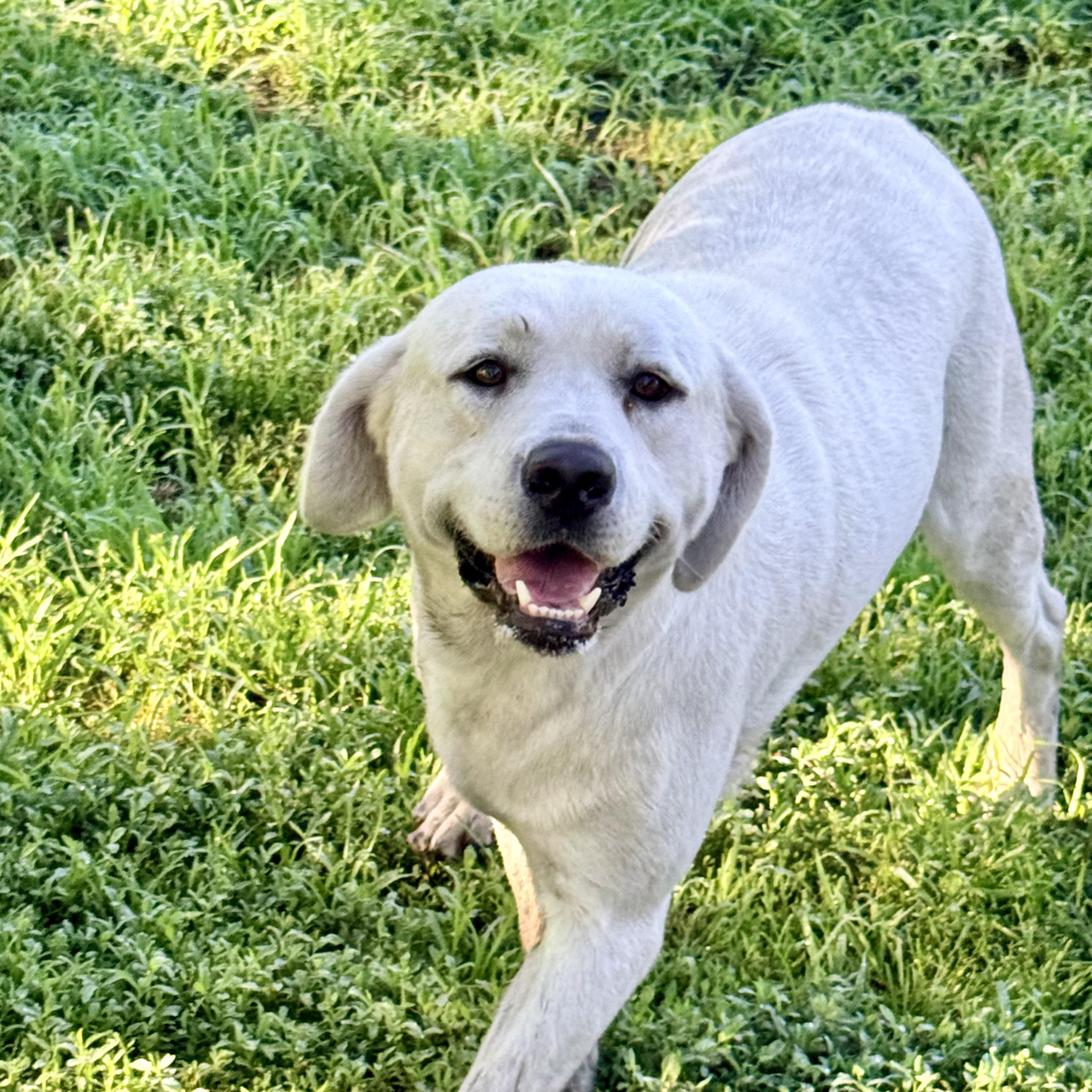 Ghost, an adopted Yellow Labrador Retriever in Albany, MO image 6/6