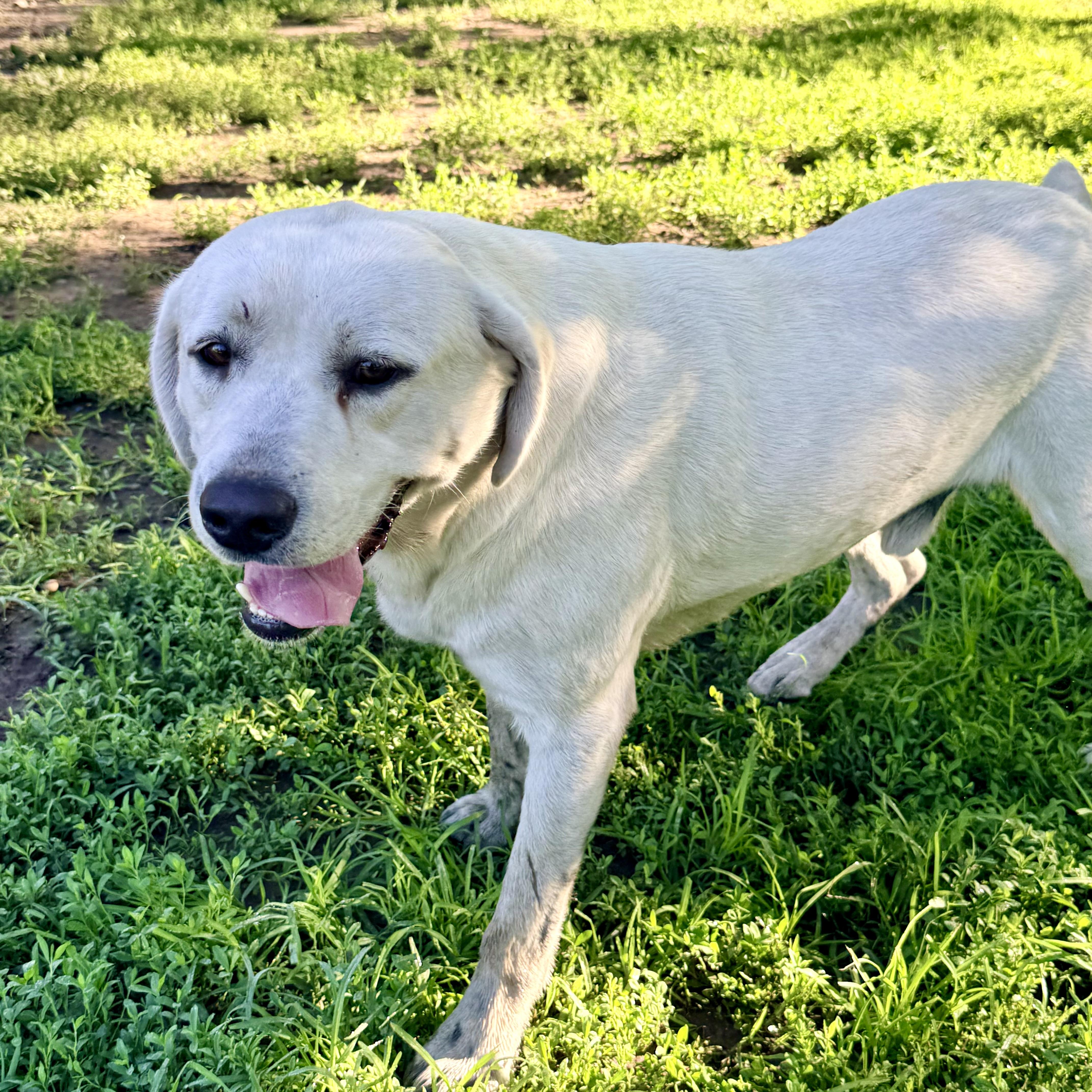 Ghost, an adopted Yellow Labrador Retriever in Albany, MO image 4/6
