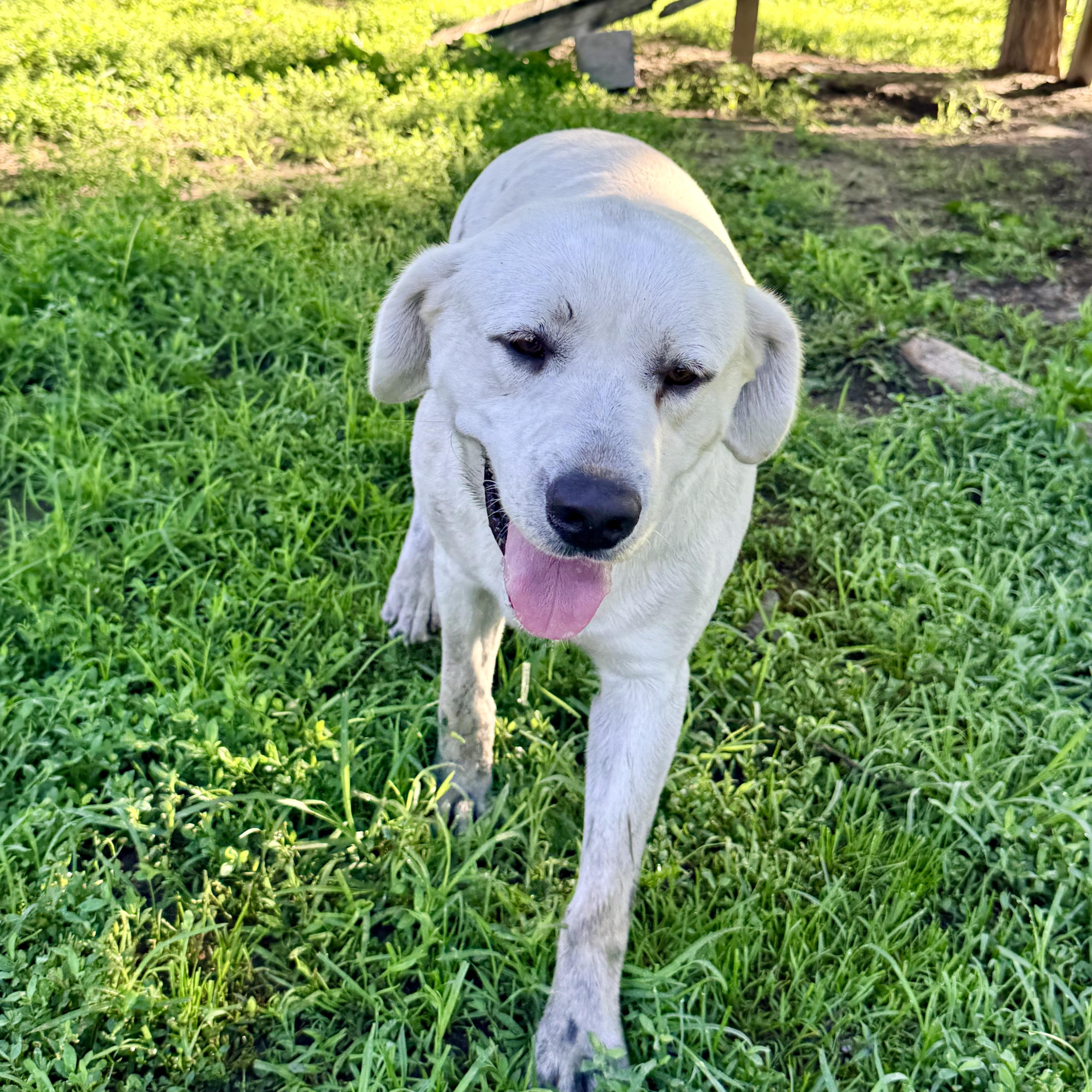 Ghost, an adopted Yellow Labrador Retriever in Albany, MO image 2/6