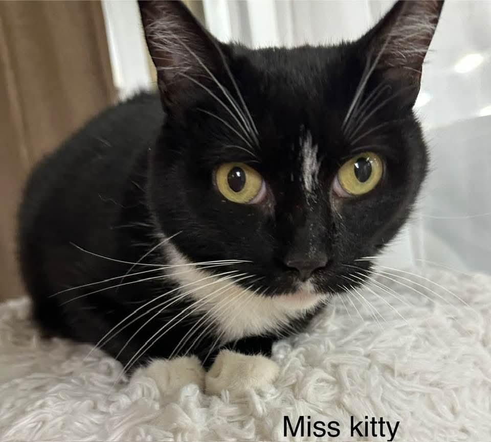 Miss Kitty, Adoptable, Adult Female Domestic Short Hair.