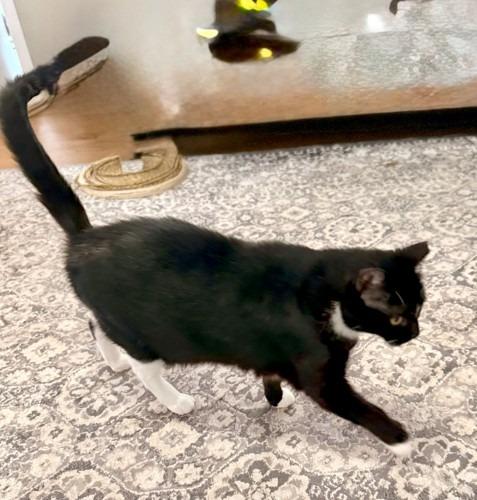 Miss Kitty, a Adoptable mixed breed in Ballwin, MO image 2/4