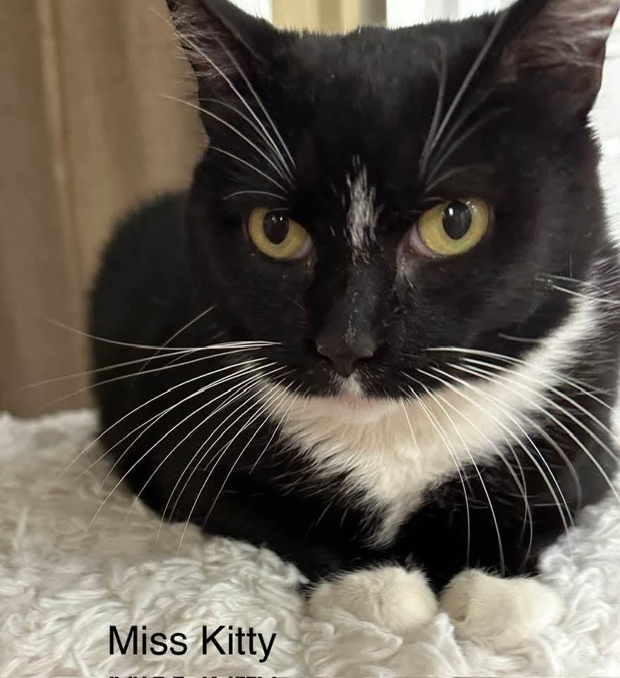 Miss Kitty, a Adoptable mixed breed in Ballwin, MO image 3/4
