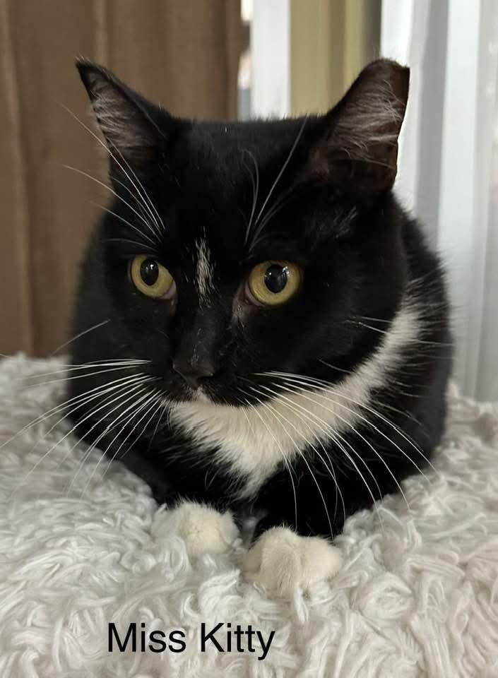 Miss Kitty, a Adoptable mixed breed in Ballwin, MO image 4/4