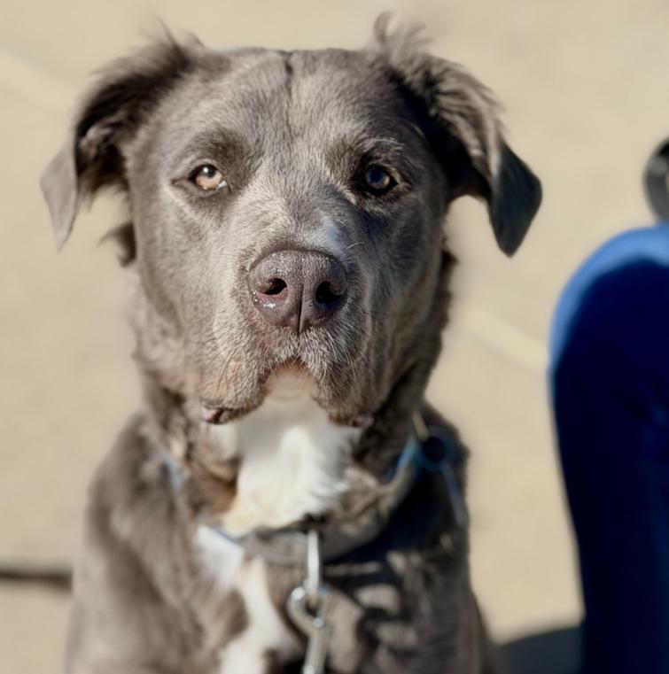 Enlarge Shade, an adopted mixed breed in Mead, CO image 1/1