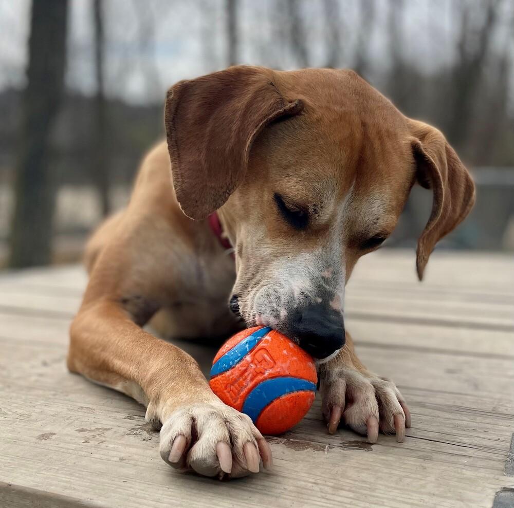 Sampson, Adoptable, Adult Male Hound.