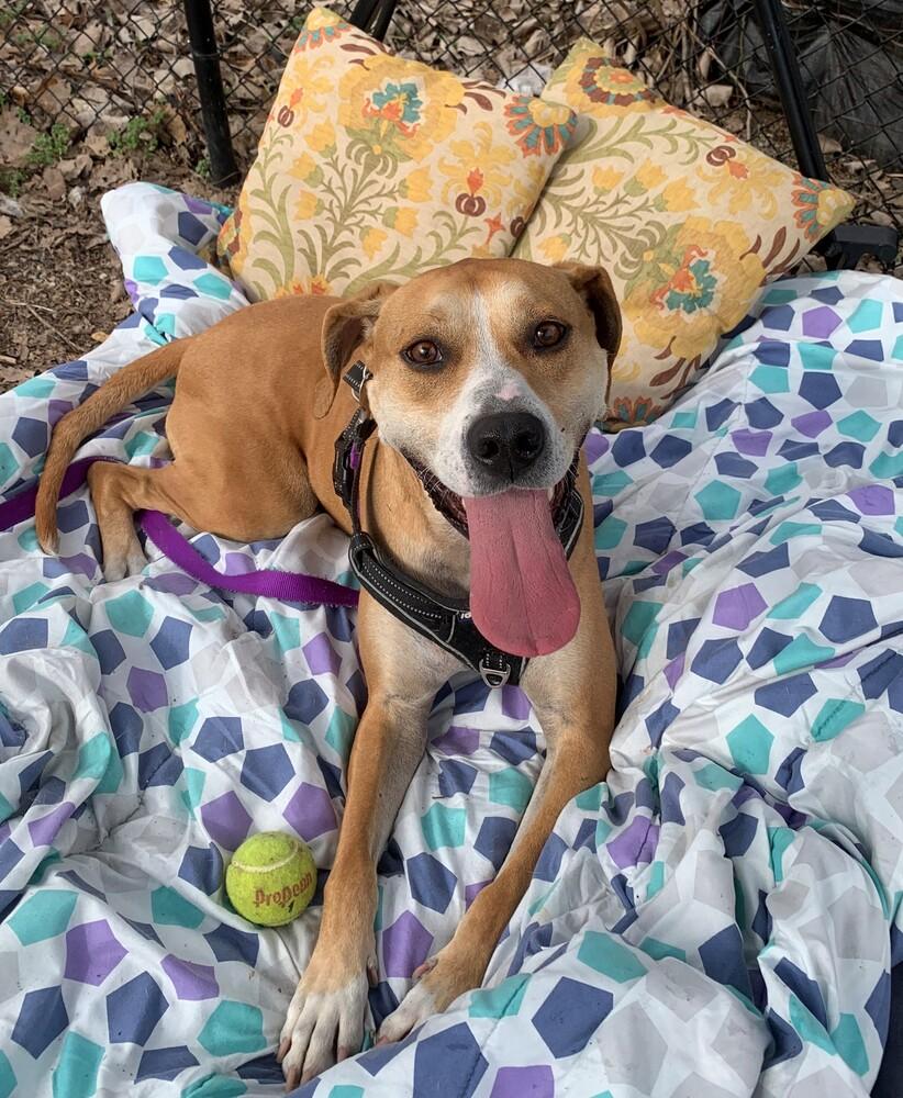 Enlarge Sampson, a Adoptable mixed breed in Elmsford, NY image 2/6