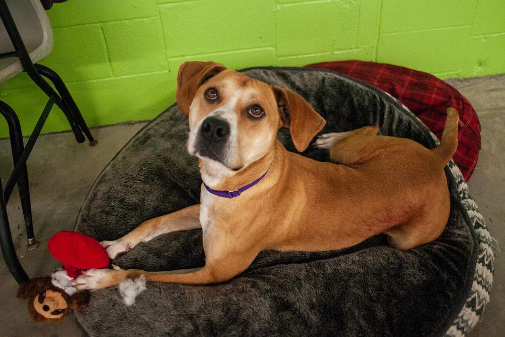 Enlarge Sampson, a Adoptable mixed breed in Elmsford, NY image 3/6