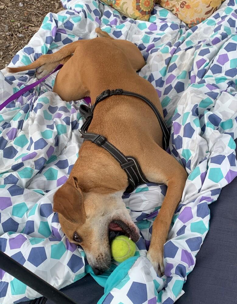 Enlarge Sampson, a Adoptable mixed breed in Elmsford, NY image 4/6