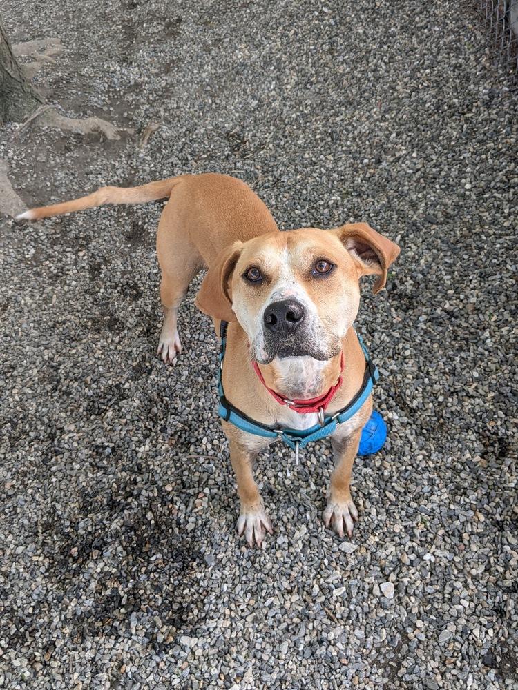 Enlarge Sampson, a Adoptable mixed breed in Elmsford, NY image 5/6