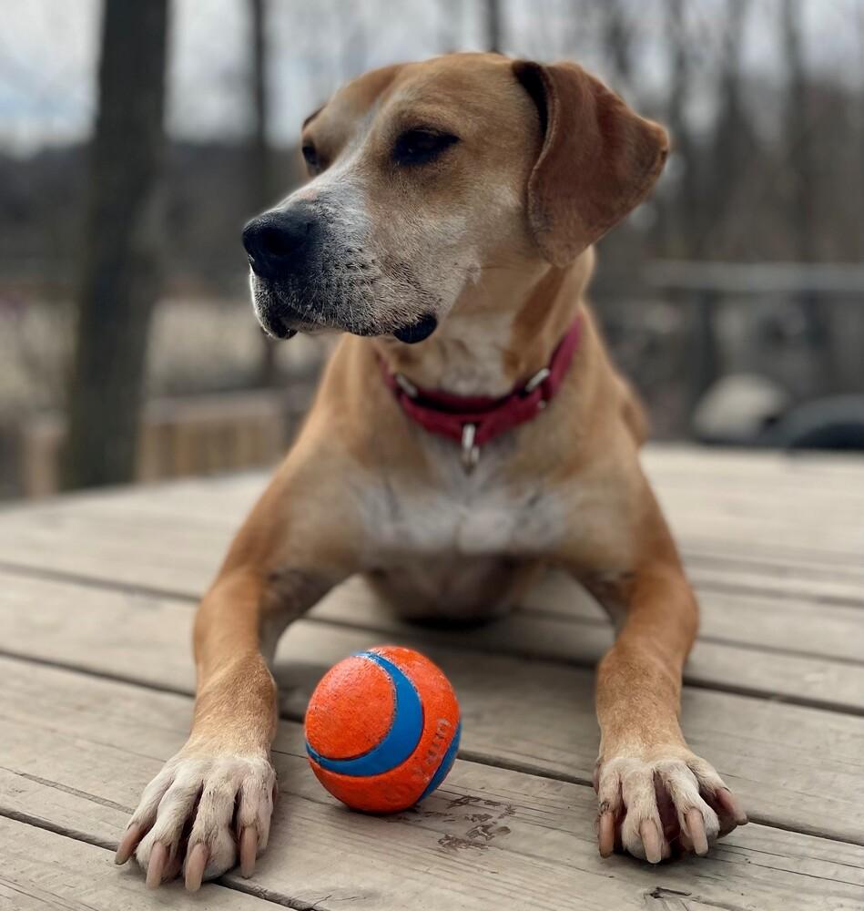 Enlarge Sampson, a Adoptable mixed breed in Elmsford, NY image 6/6