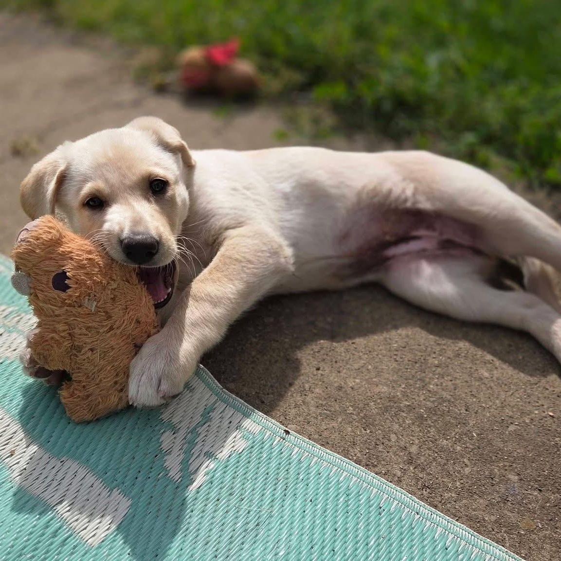 Daisy, an adoptable mixed breed in Jeffersonville, IN image 4/6
