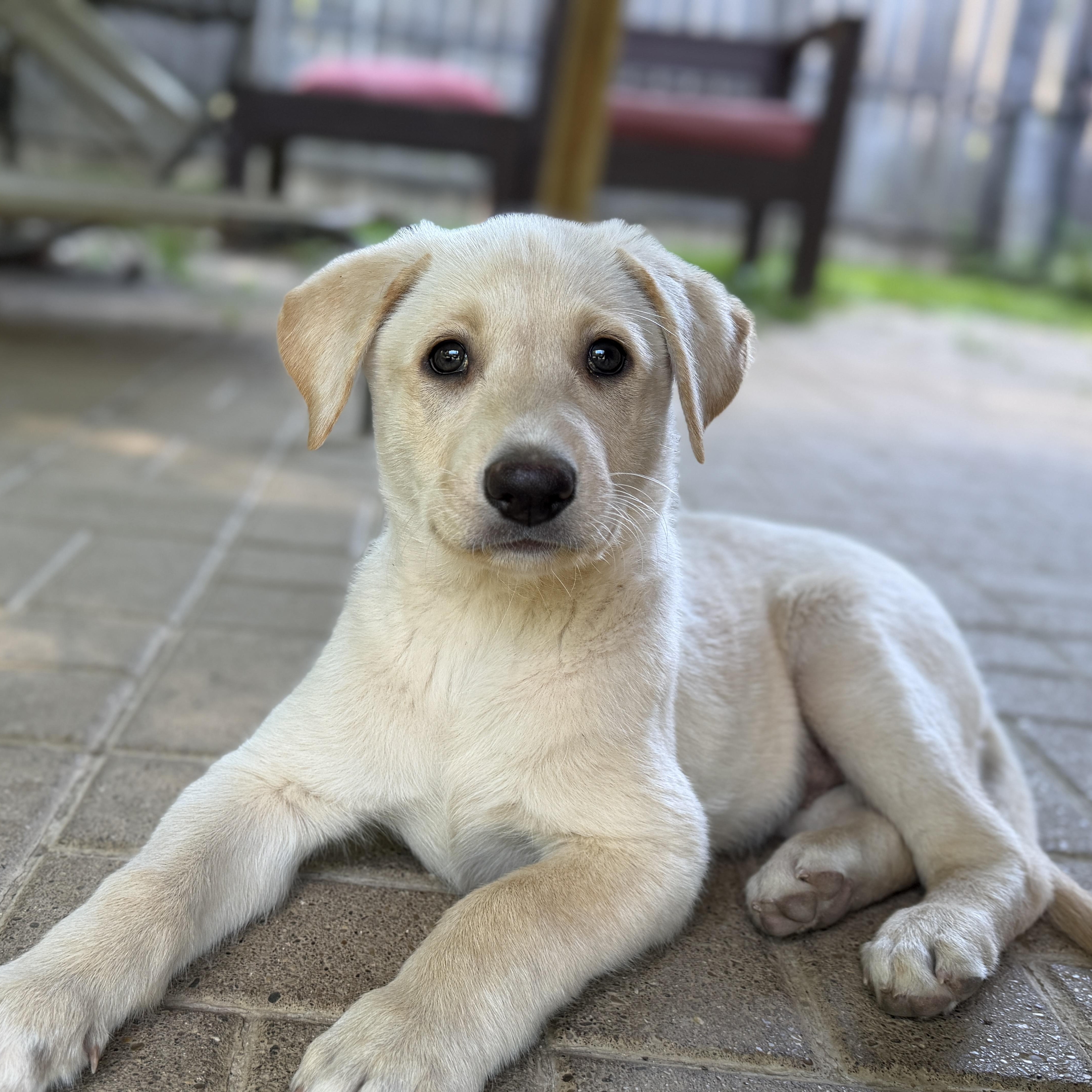 Daisy, ADOPTABLE, Puppy Female Labrador Retriever & German Shepherd Dog.