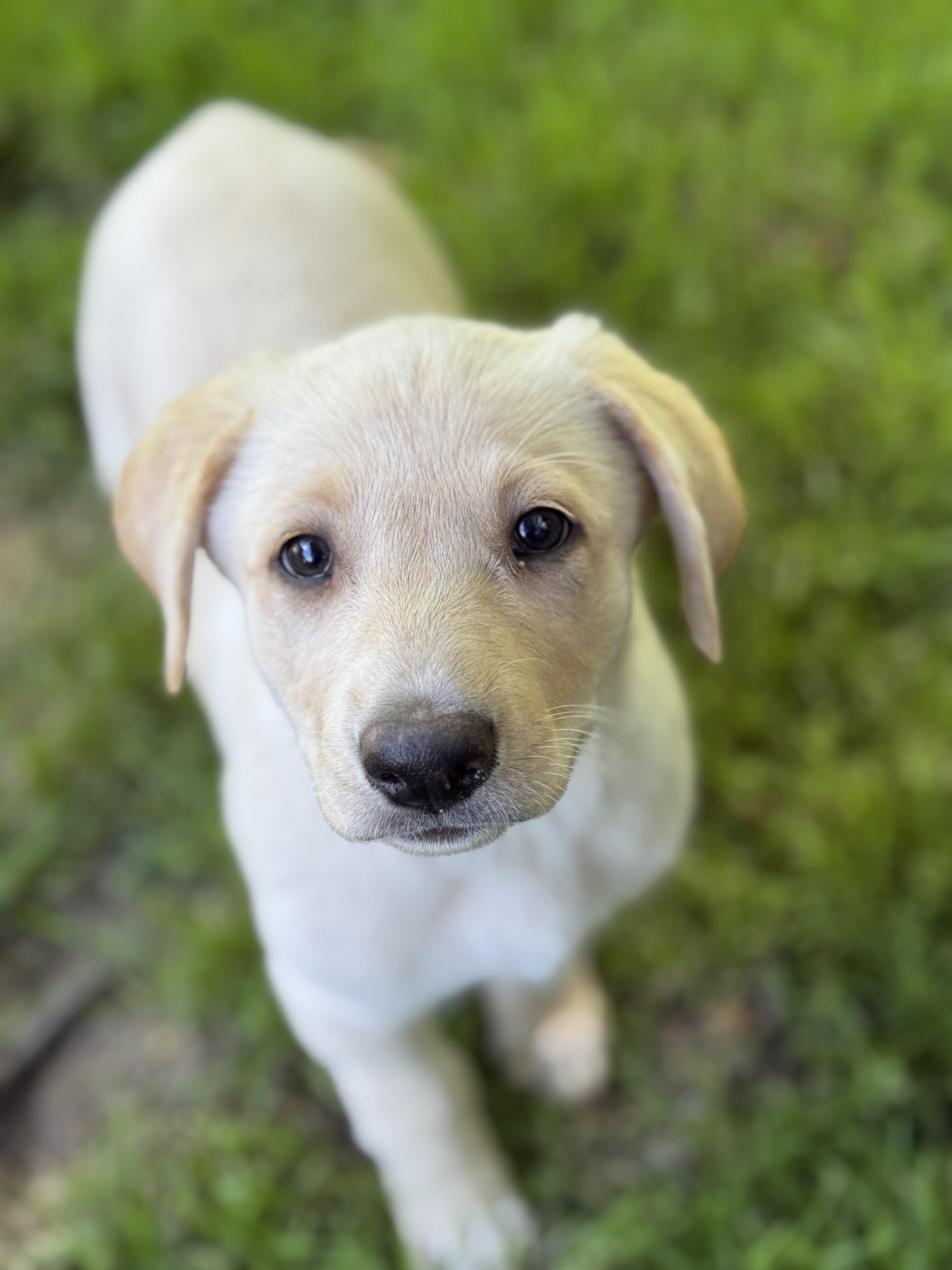 Enlarge Daisy, a ADOPTABLE mixed breed in Jeffersonville, IN image 4/5