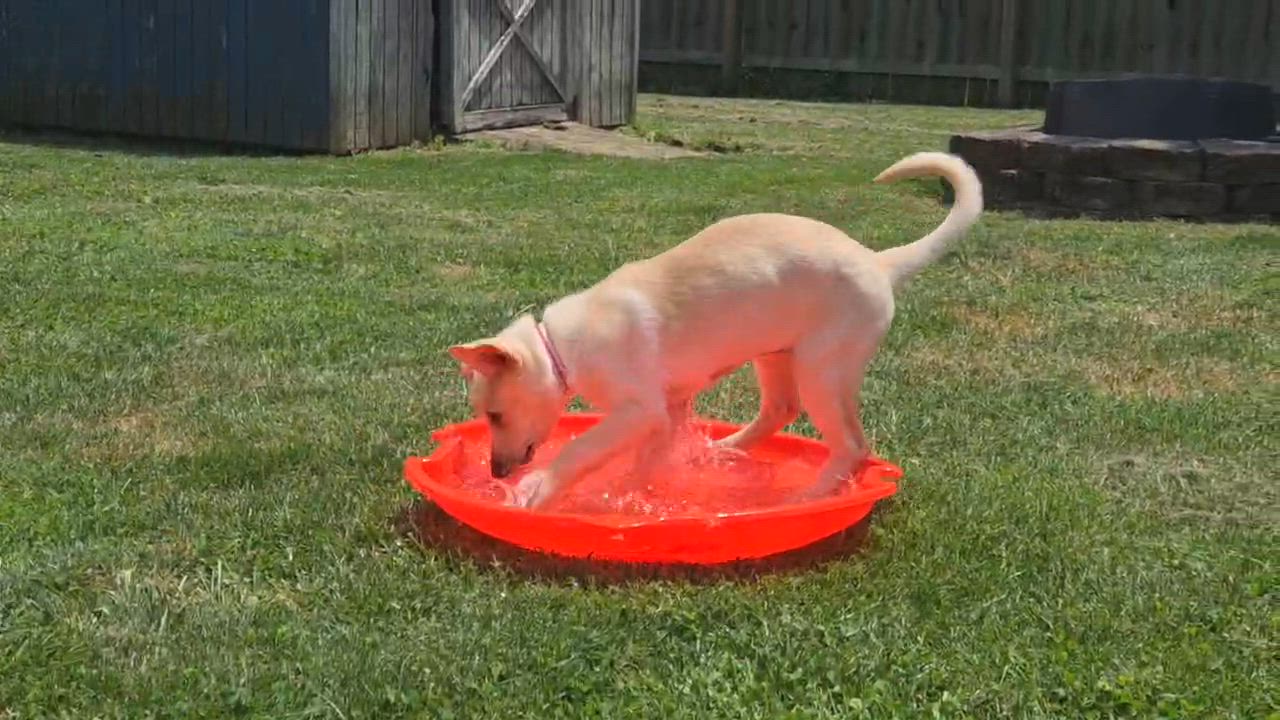 Enlarge Daisy, an adoptable mixed breed in Jeffersonville, IN video 6/6