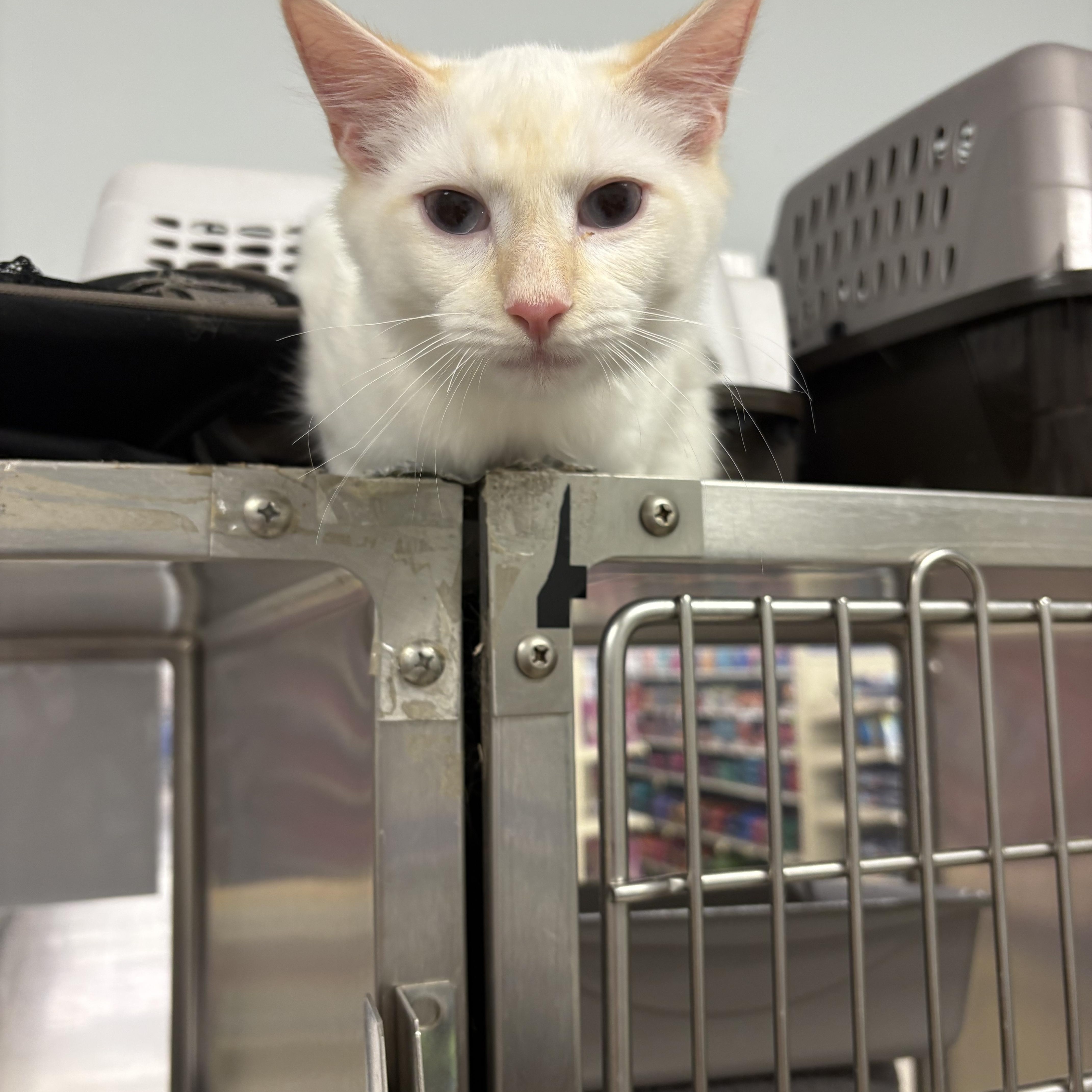 Enlarge Ainsley, a Adopted Siamese in Wayne , NJ image 2/2