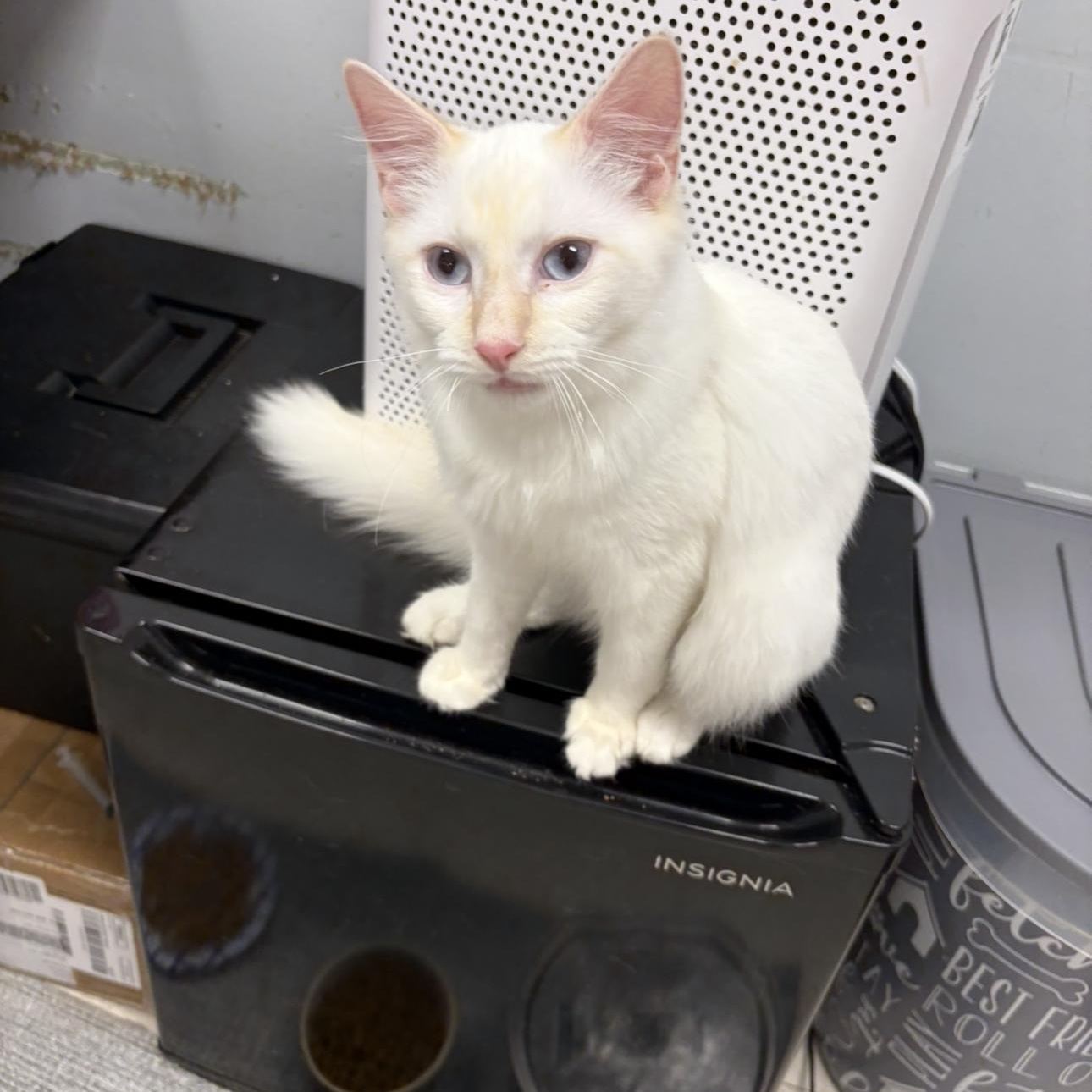 Ainsley, Adopted, Kitten Male Siamese.