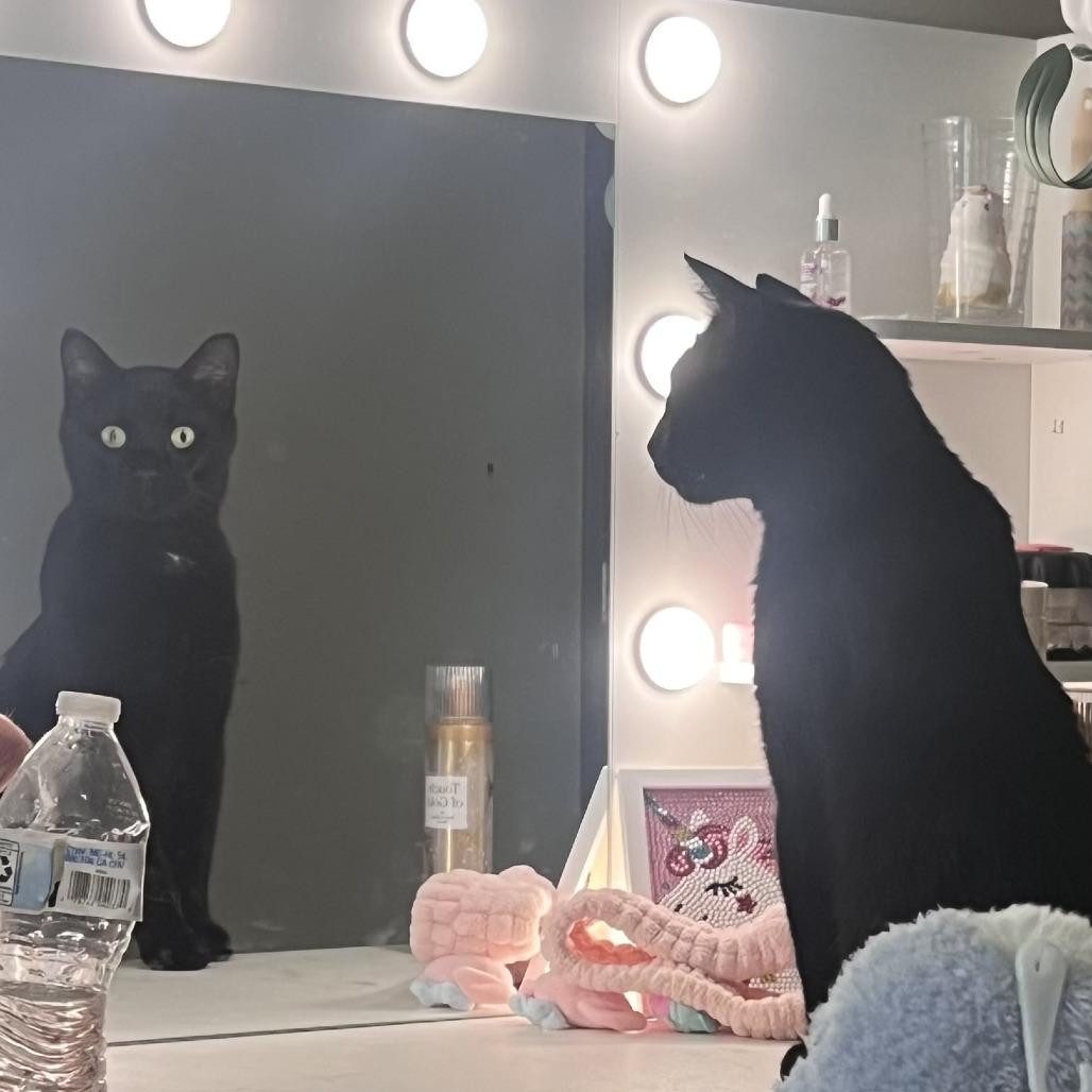 Guy, Adoptable, Adult Male Domestic Short Hair.