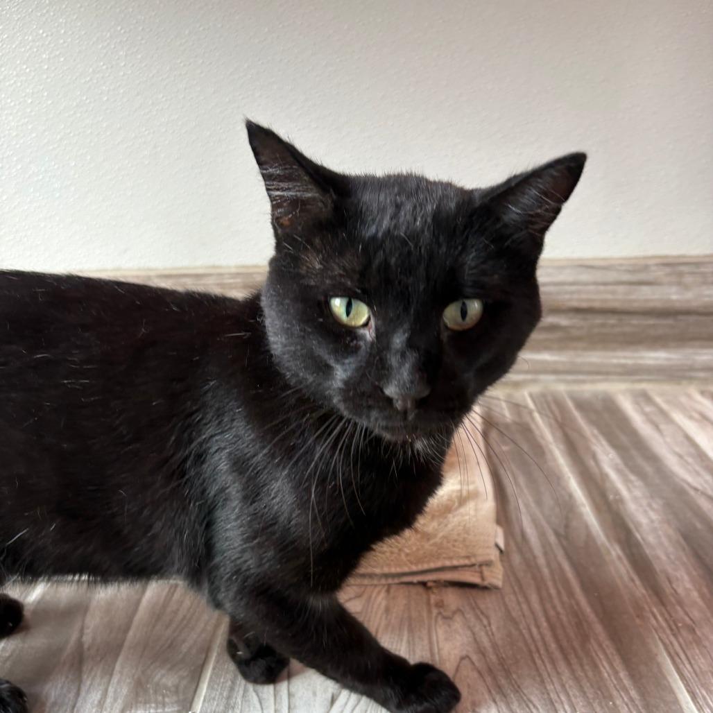 Enlarge Guy, a Adoptable Domestic Short Hair in West Des Moines, IA image 2/6